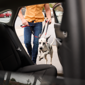 Alemanha Uber anuncia categoria para animais de estimacao