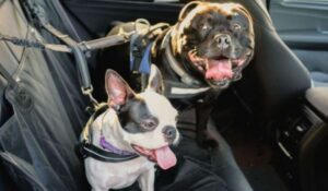 Dois cães usando cintos de segurança no banco traseiro de um carro, um preto e outro branco com manchas pretas, ambos com a língua de fora
